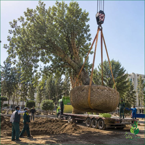 جابجایی درختان